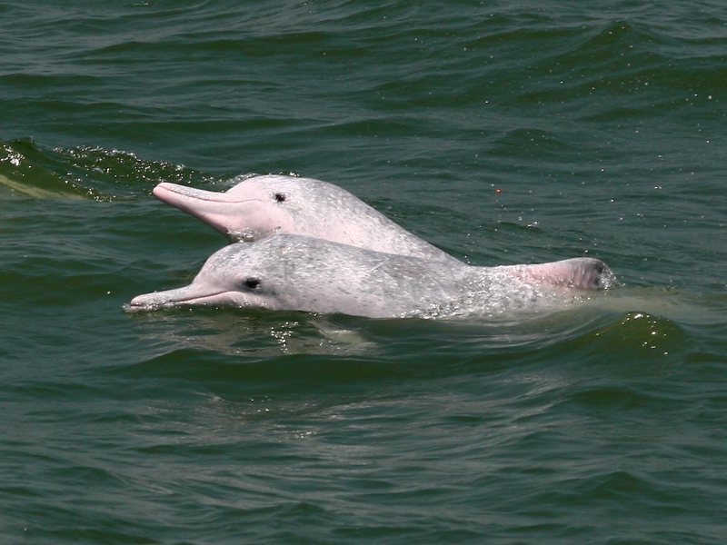 2 Dolphins 07 May 9 4